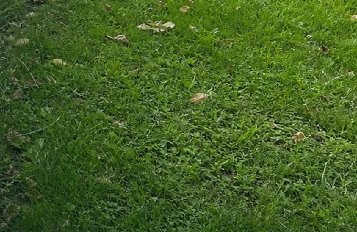 Gutter cleaning service paired with seasonal yard cleanup in Indianapolis